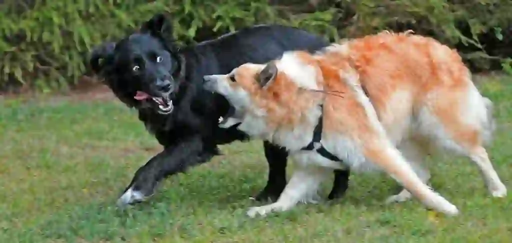 Iceland Sheepdog