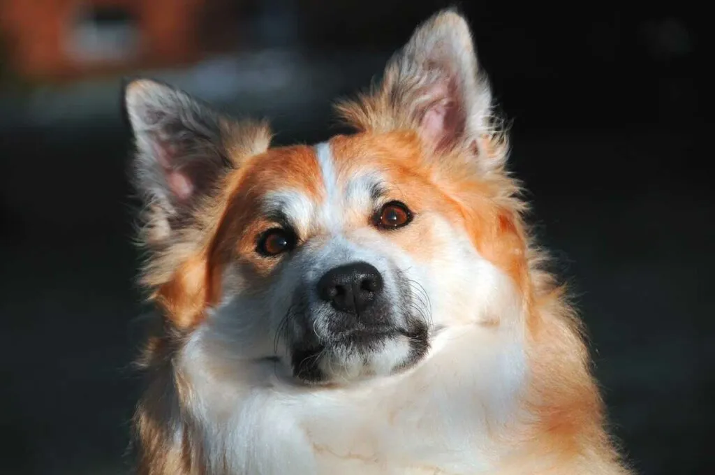 Iceland Sheepdog