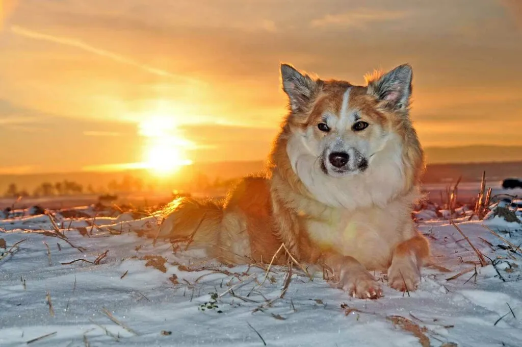 Iceland Sheepdog