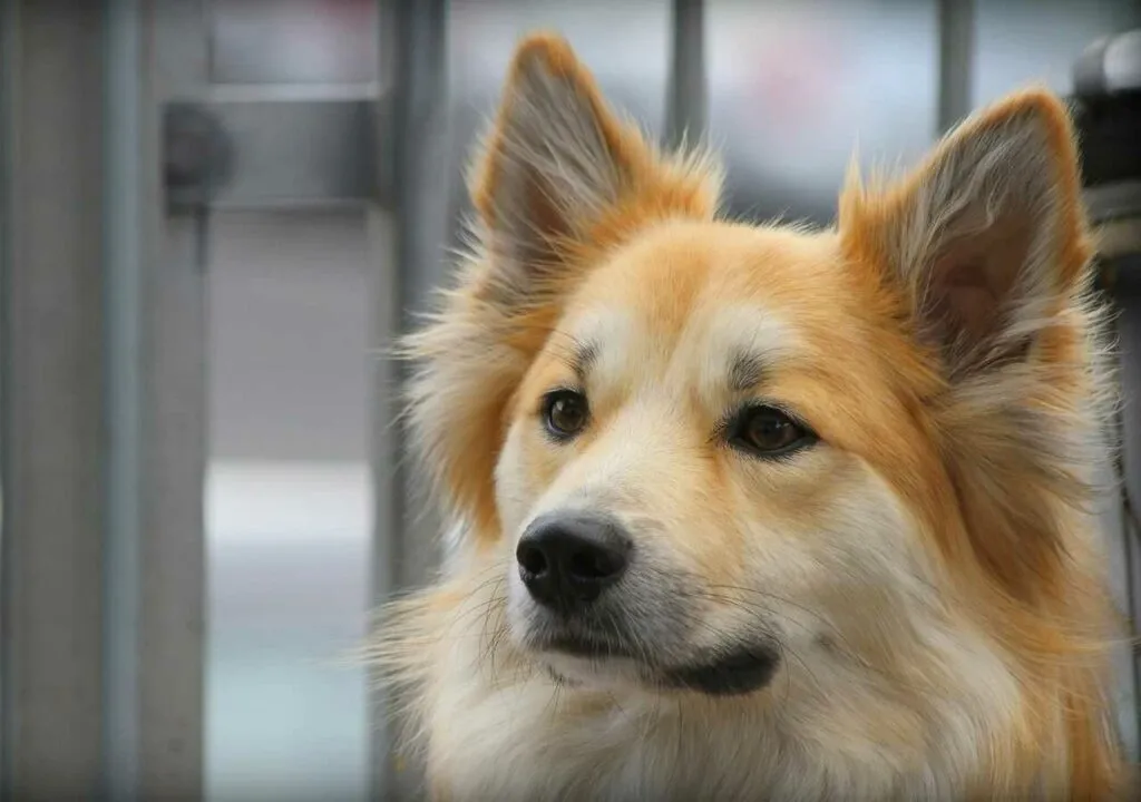 Iceland Sheepdog