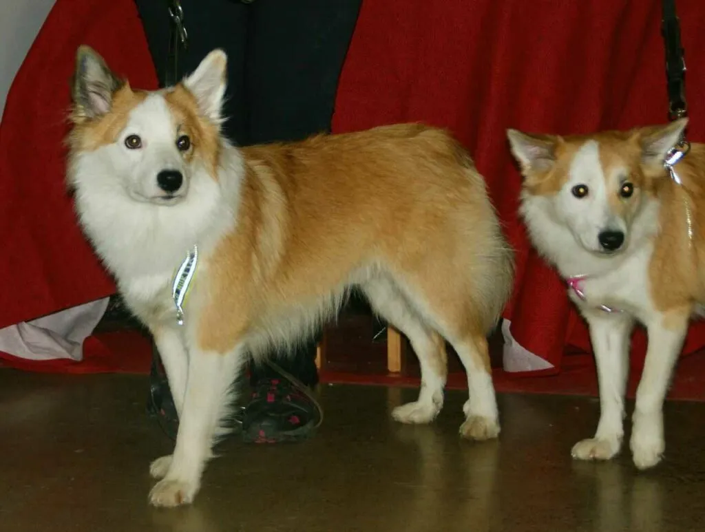 Iceland Sheepdog