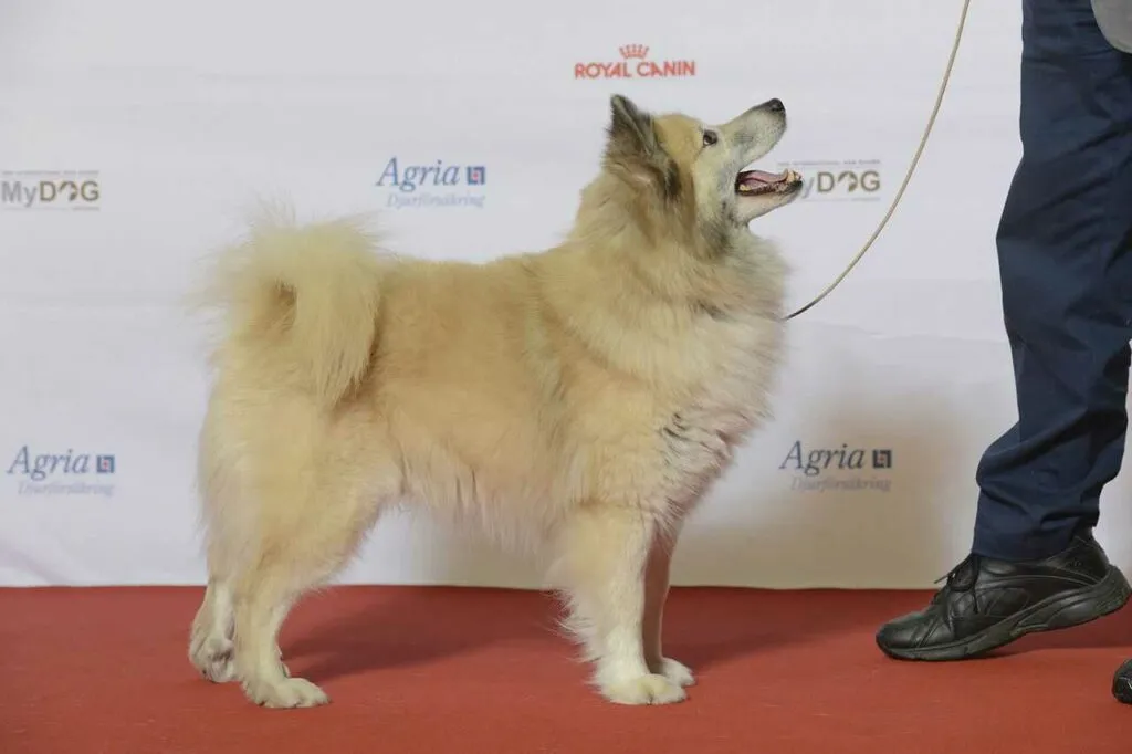 Iceland Sheepdog