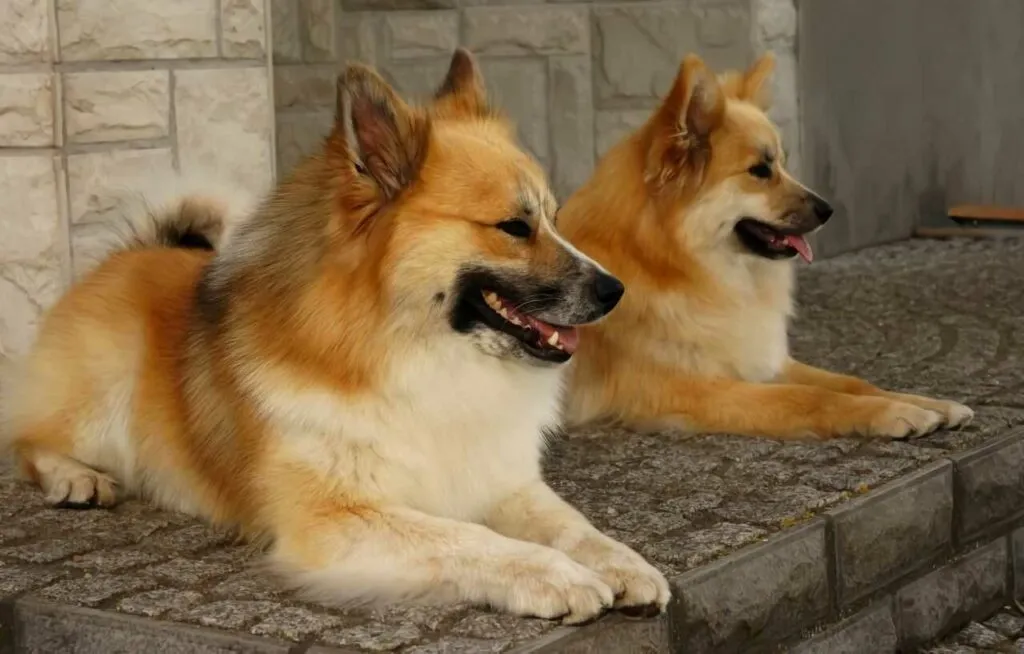 Iceland Sheepdog