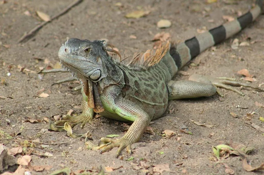 Iguana