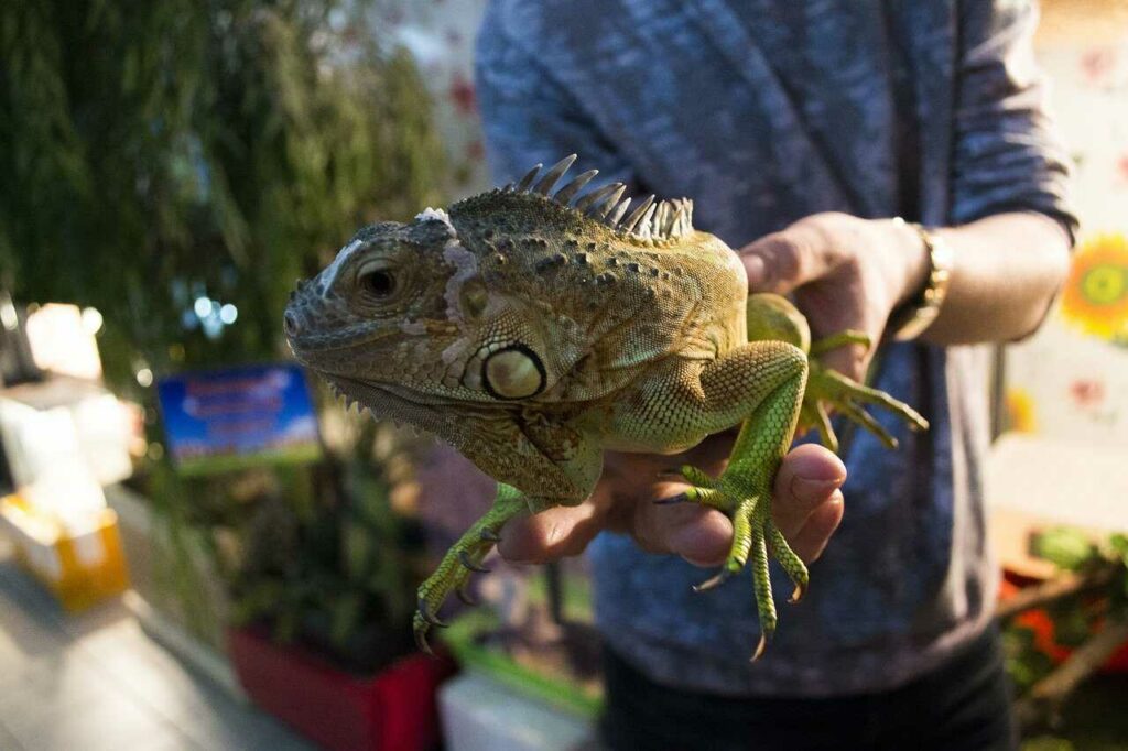 Iguana