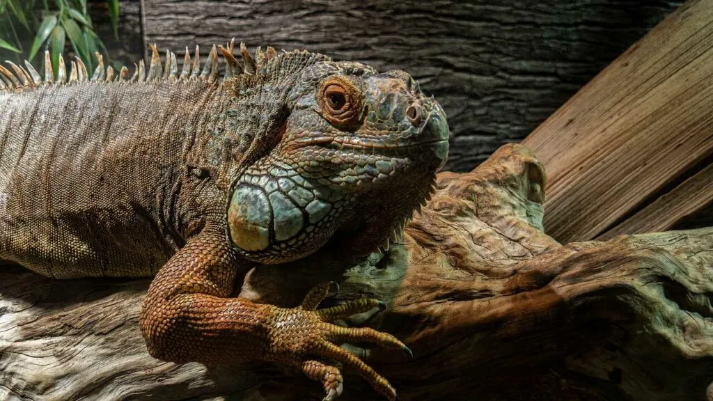 Iguana