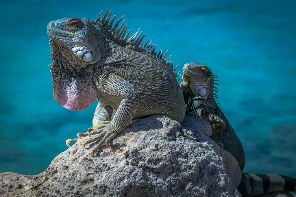 Iguana