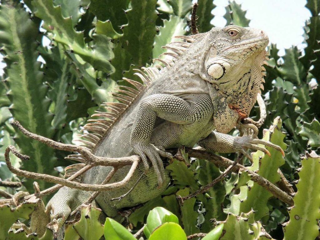 Iguana