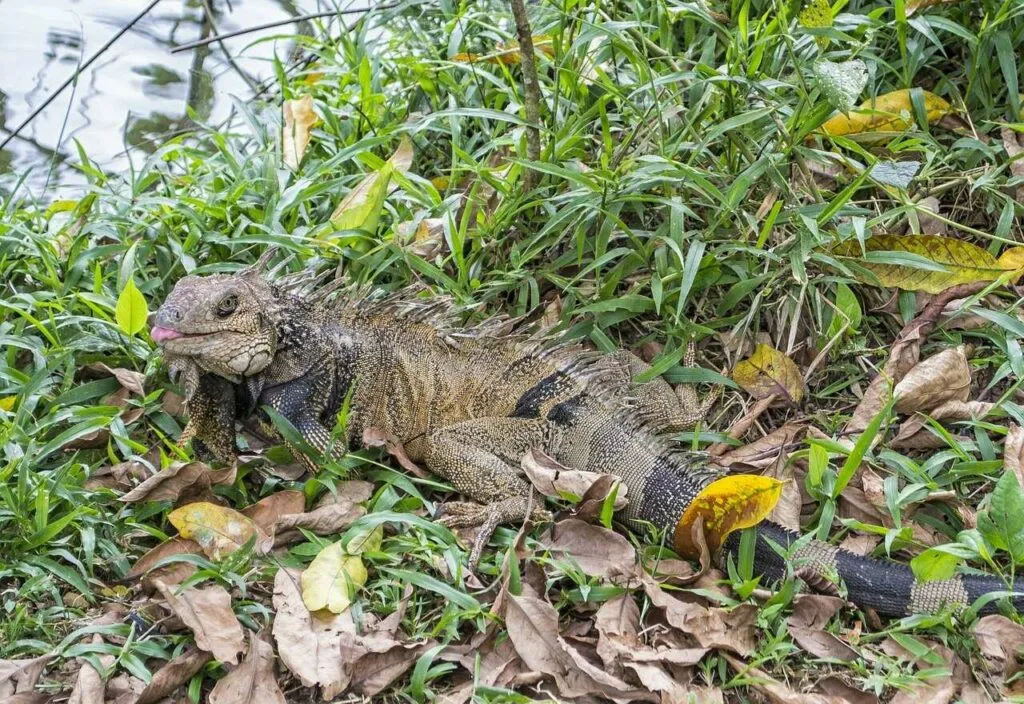 Iguana