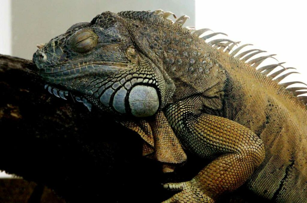 Iguana