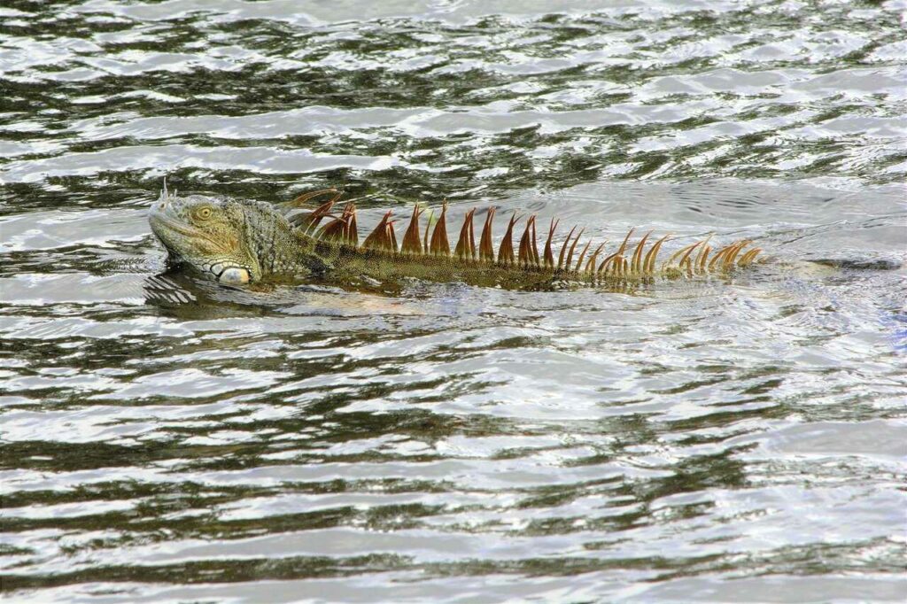 Iguana