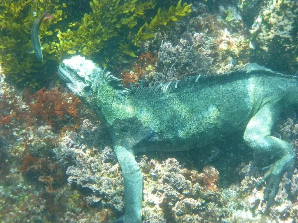 Iguana