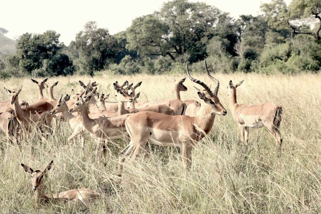 Impala