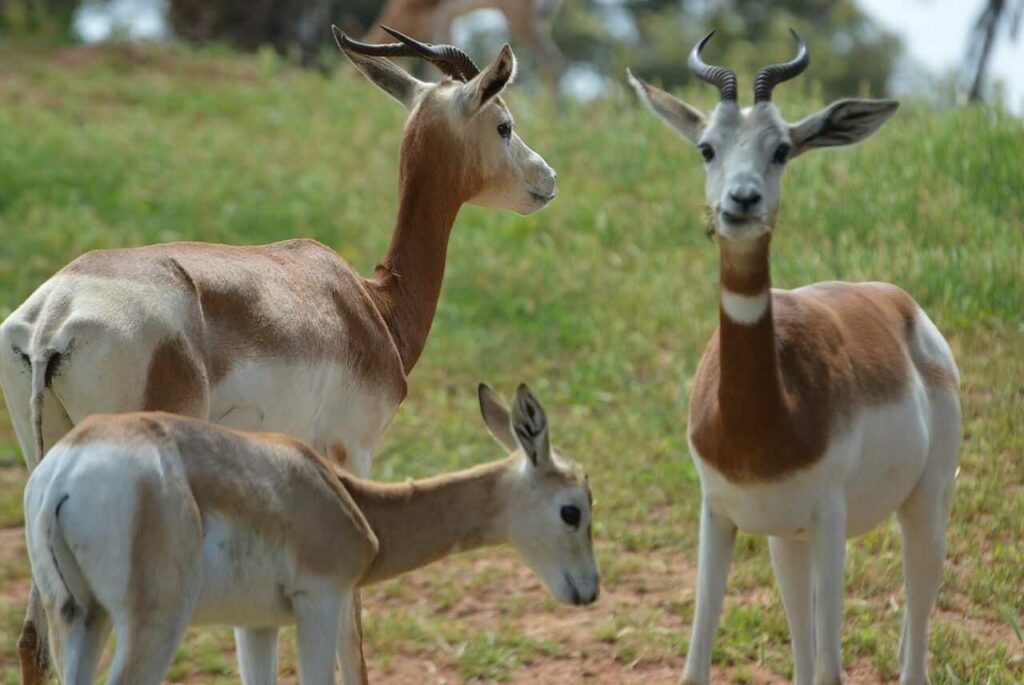 Impala