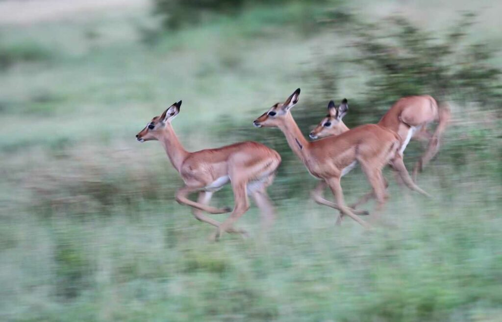 Impala