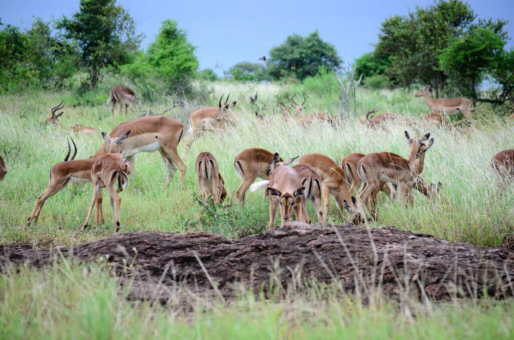 Impala