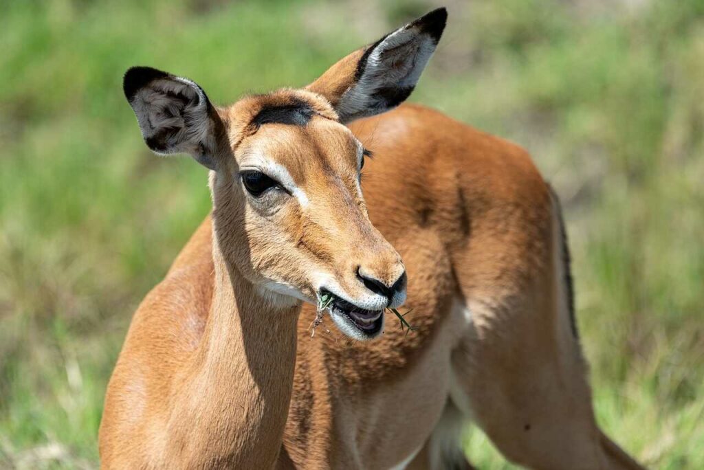 Impala