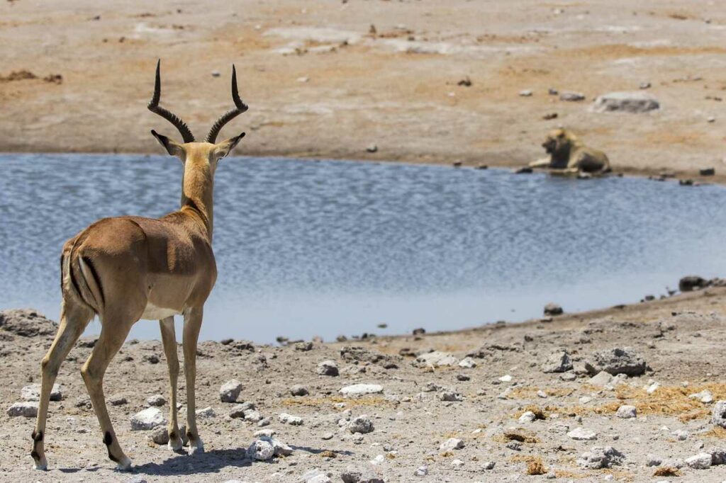 Impala