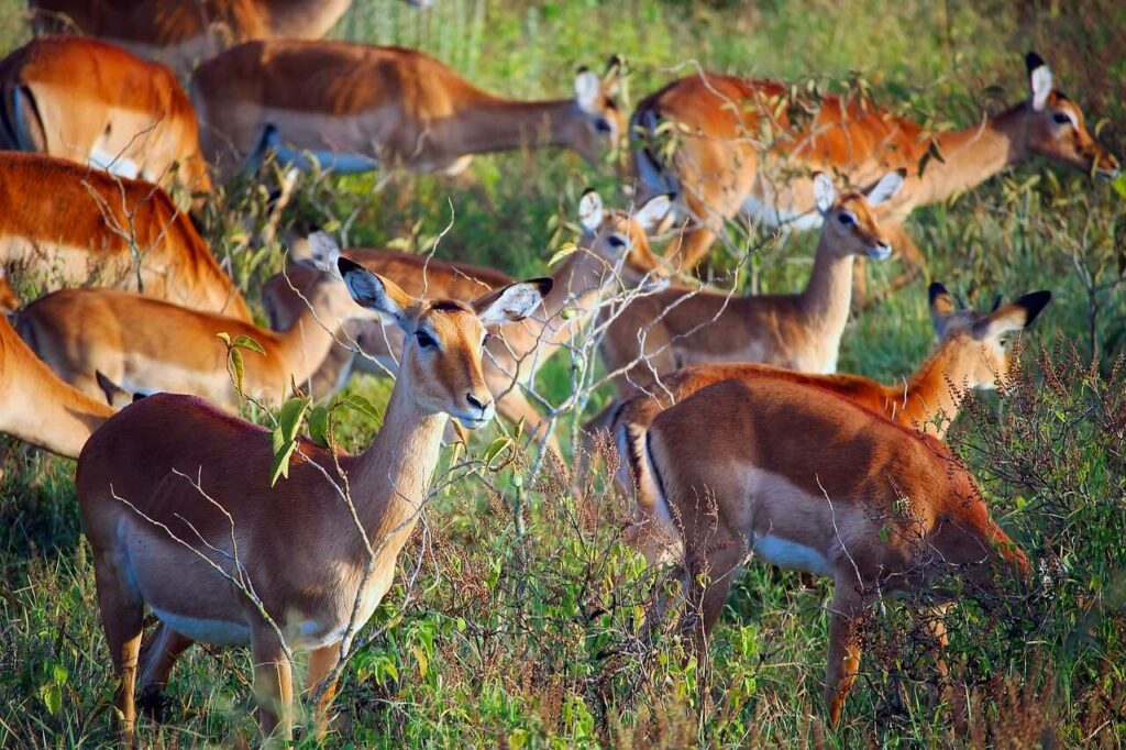 Impala