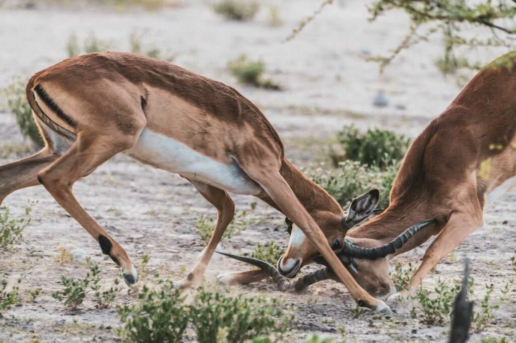 Impala