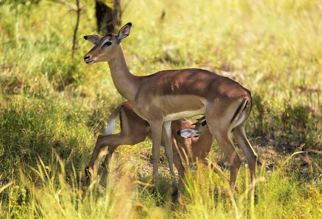 Impala