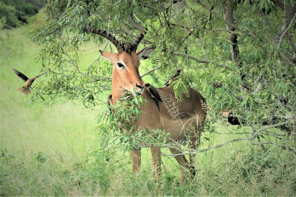 Impala