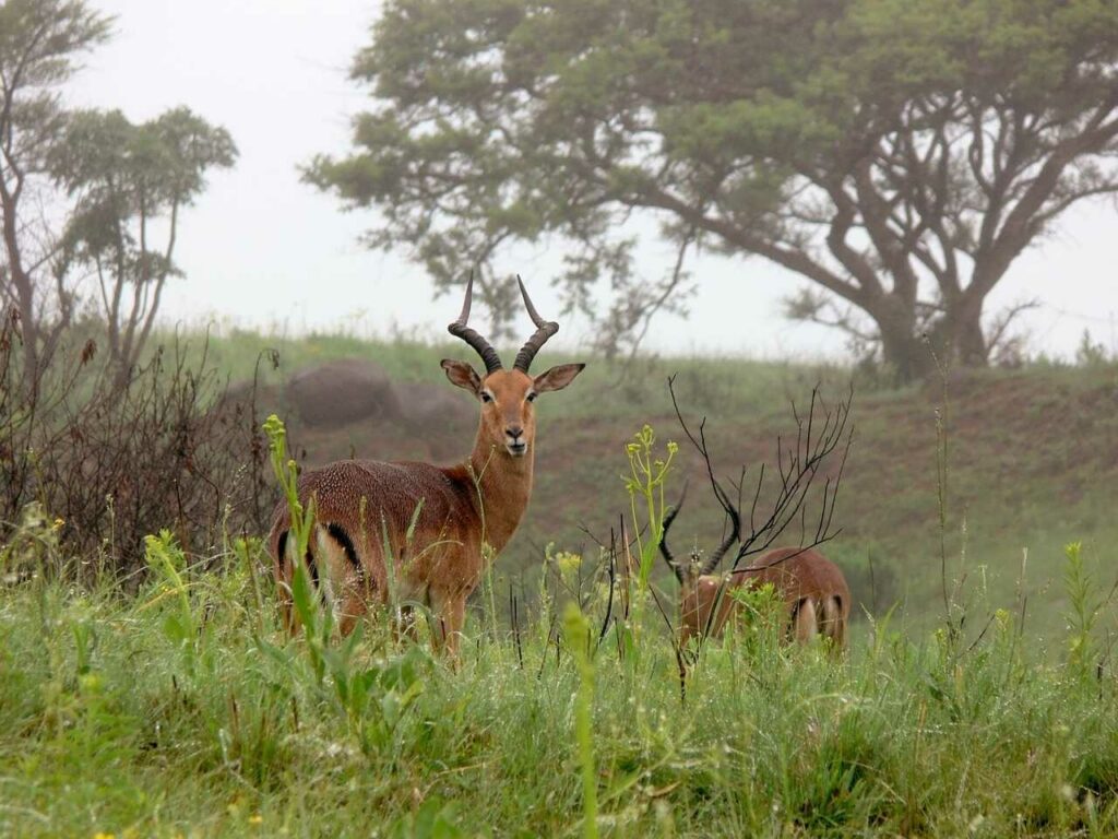 Impala