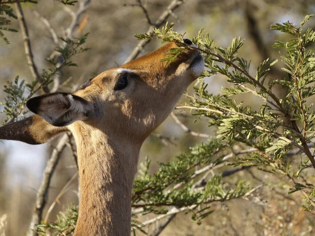 Impala