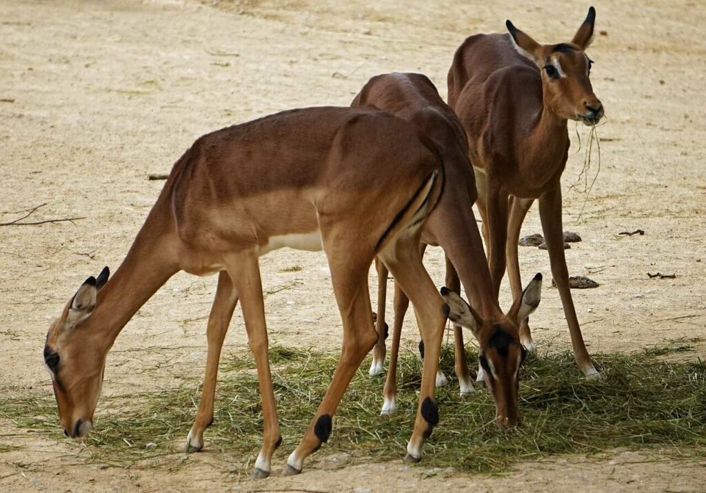 Impala