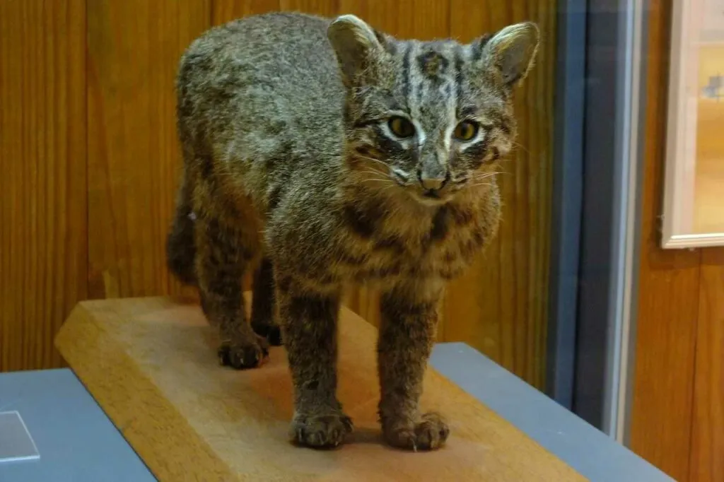 Iriomote Cat