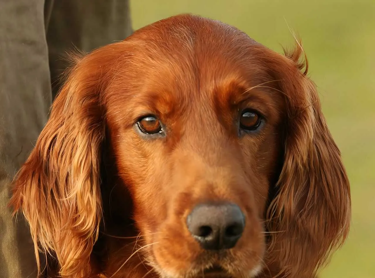 Irish Setter