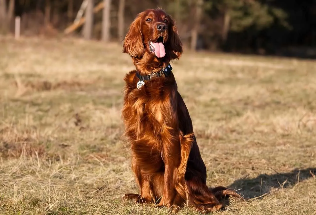 Irish Setter