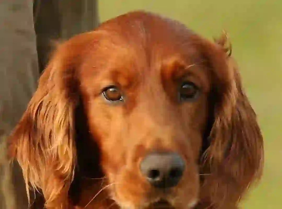 Irish Setter