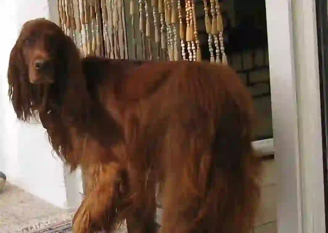 Irish Setter