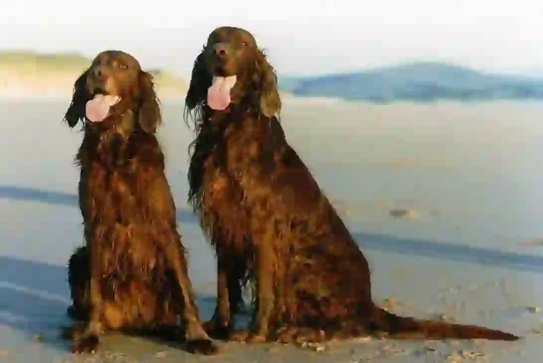 Irish Setter