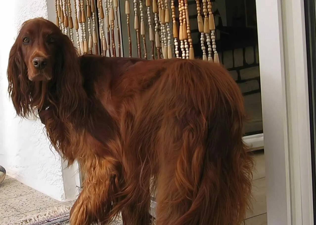 Irish Setter