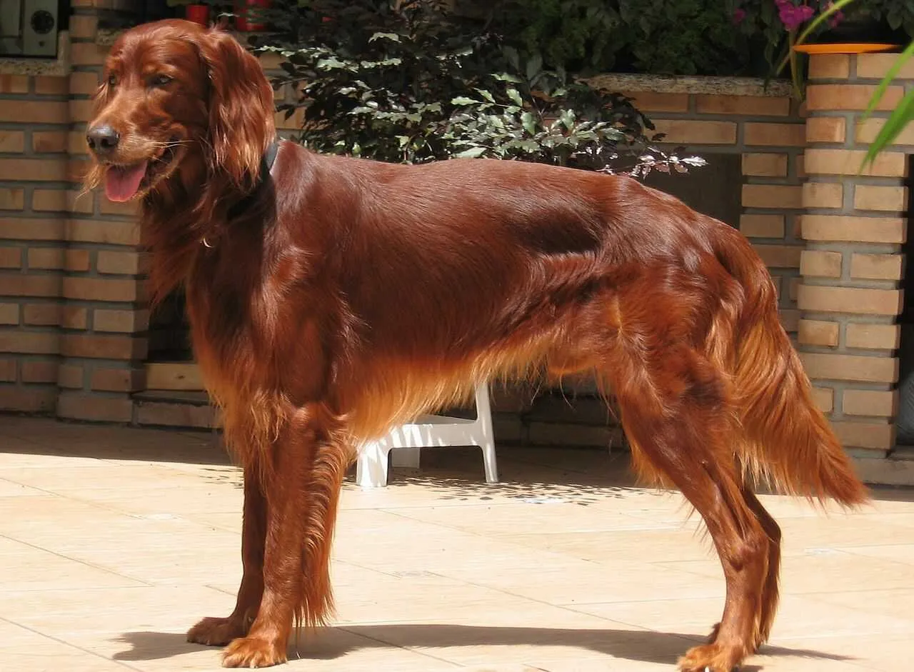 Irish Setter