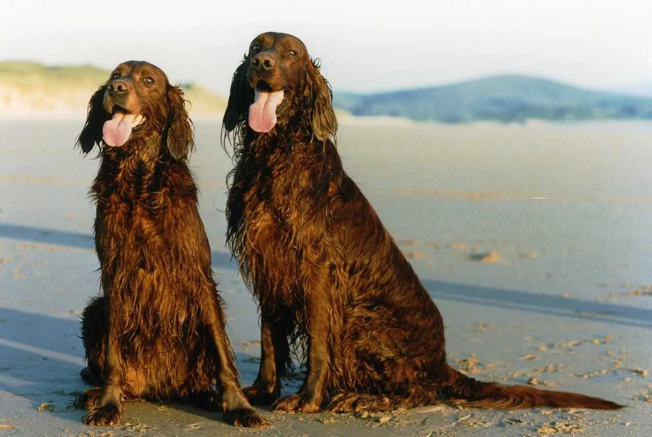 Irish Setter