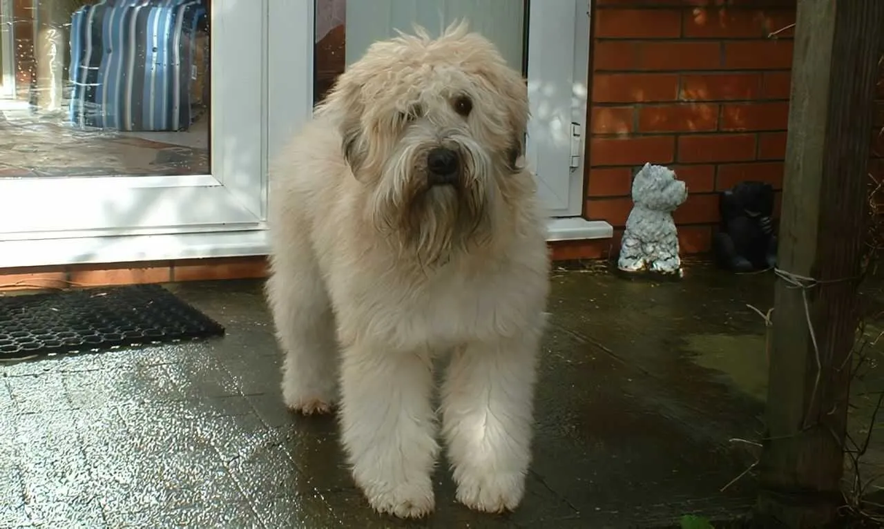 Irish Soft-Coated Wheaten Terrier