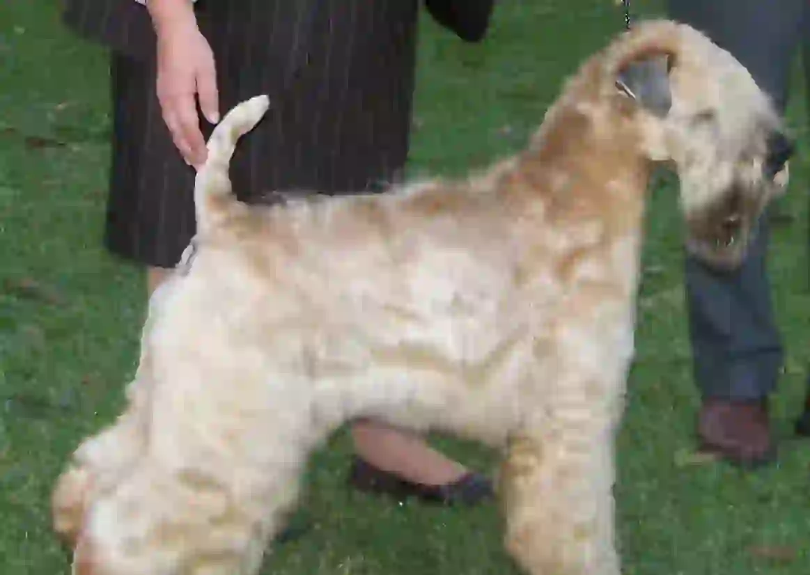 Irish Soft-Coated Wheaten Terrier