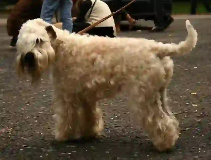 Irish Soft-Coated Wheaten Terrier