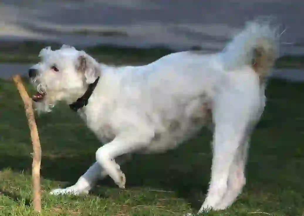 Irish Soft-Coated Wheaten Terrier