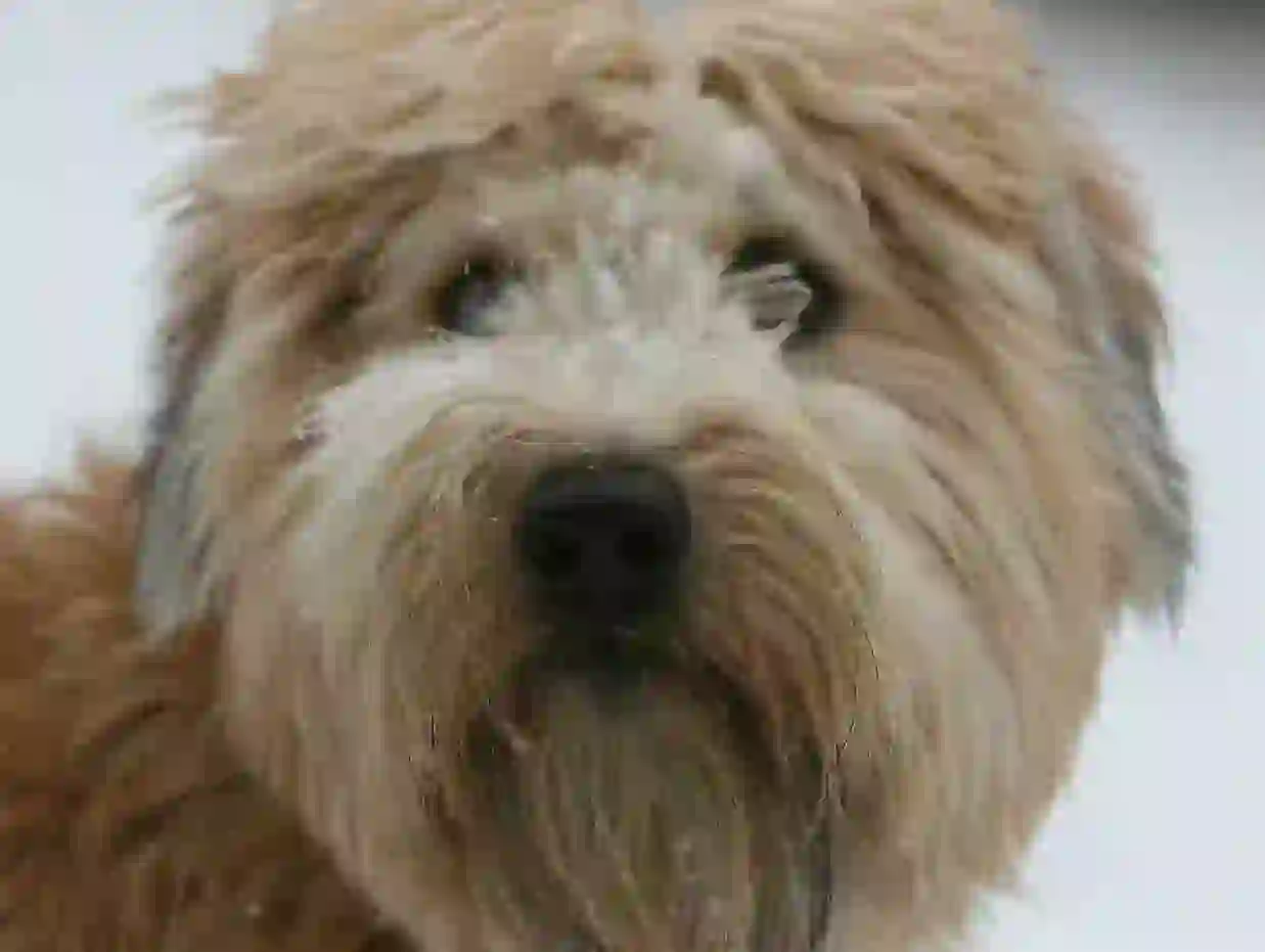 Irish Soft-Coated Wheaten Terrier