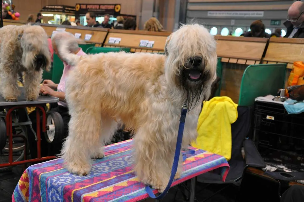 Irish Soft-Coated Wheaten Terrier