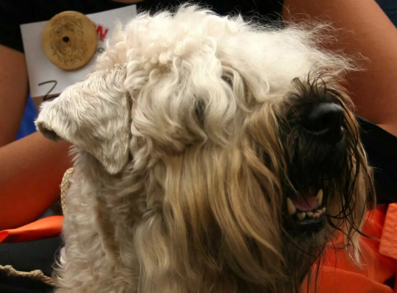 Irish Soft-Coated Wheaten Terrier