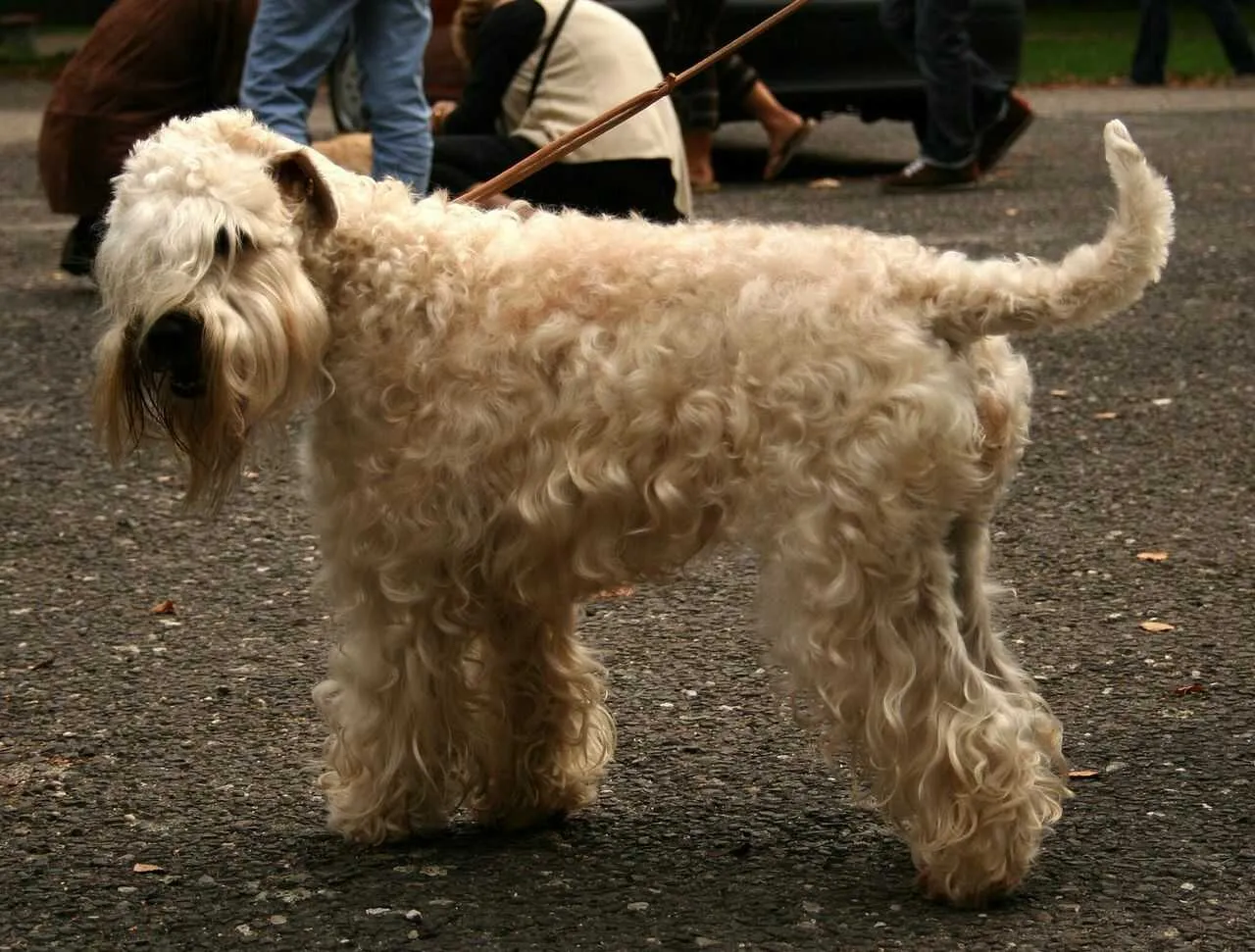 Irish Soft-Coated Wheaten Terrier