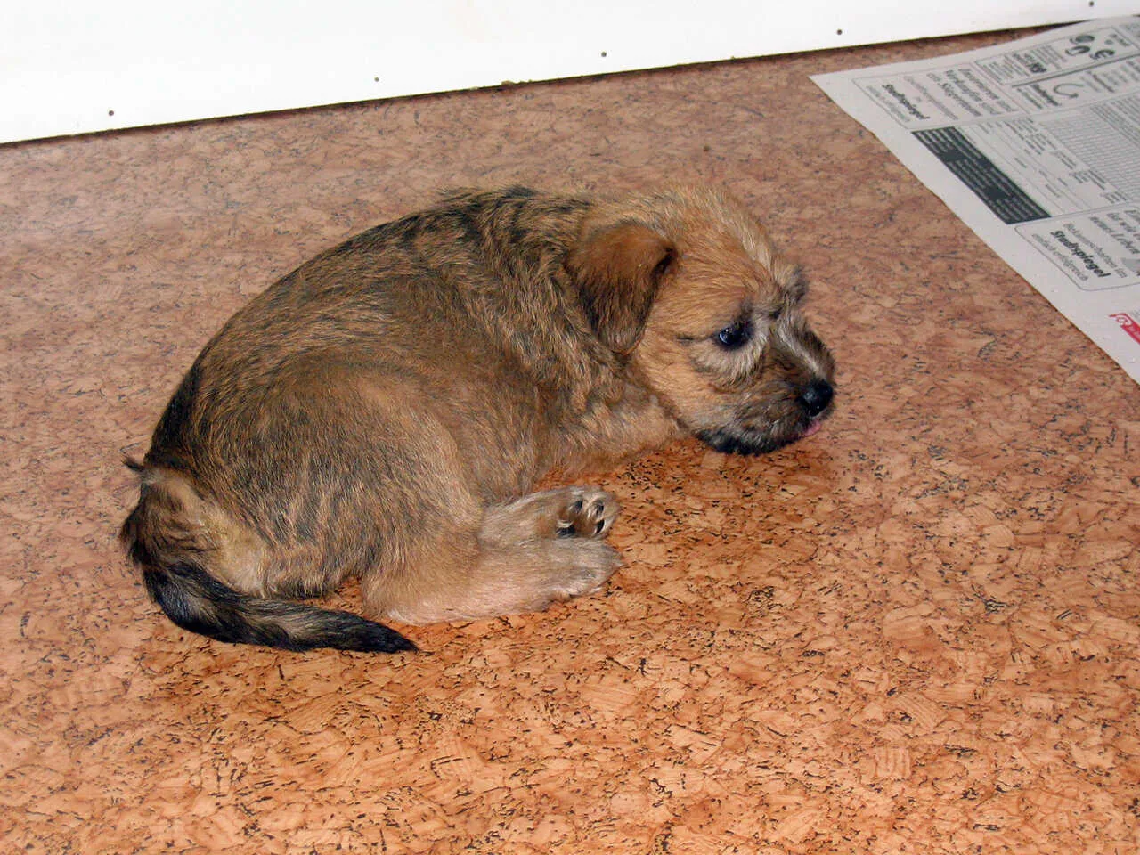 Irish Soft-Coated Wheaten Terrier