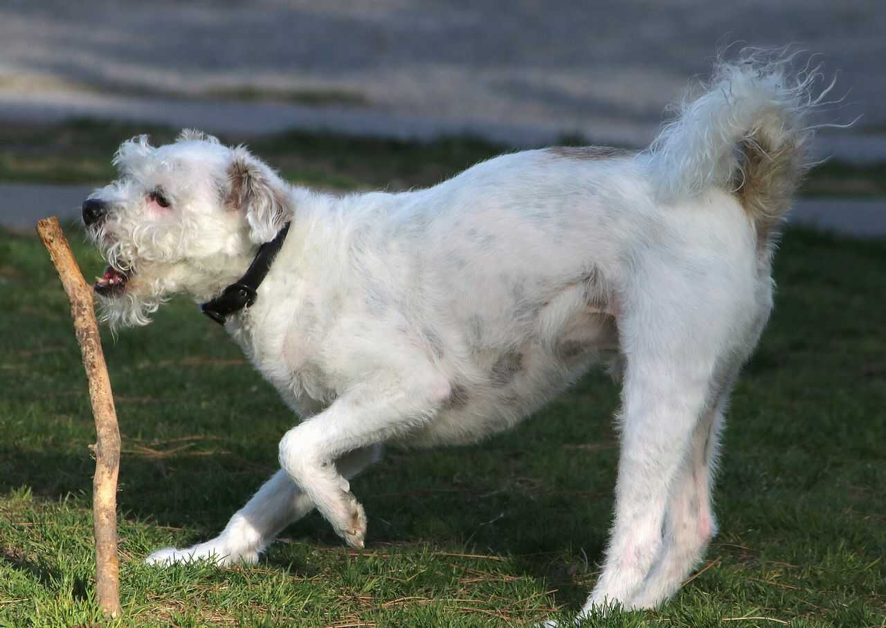 Irish Soft-Coated Wheaten Terrier