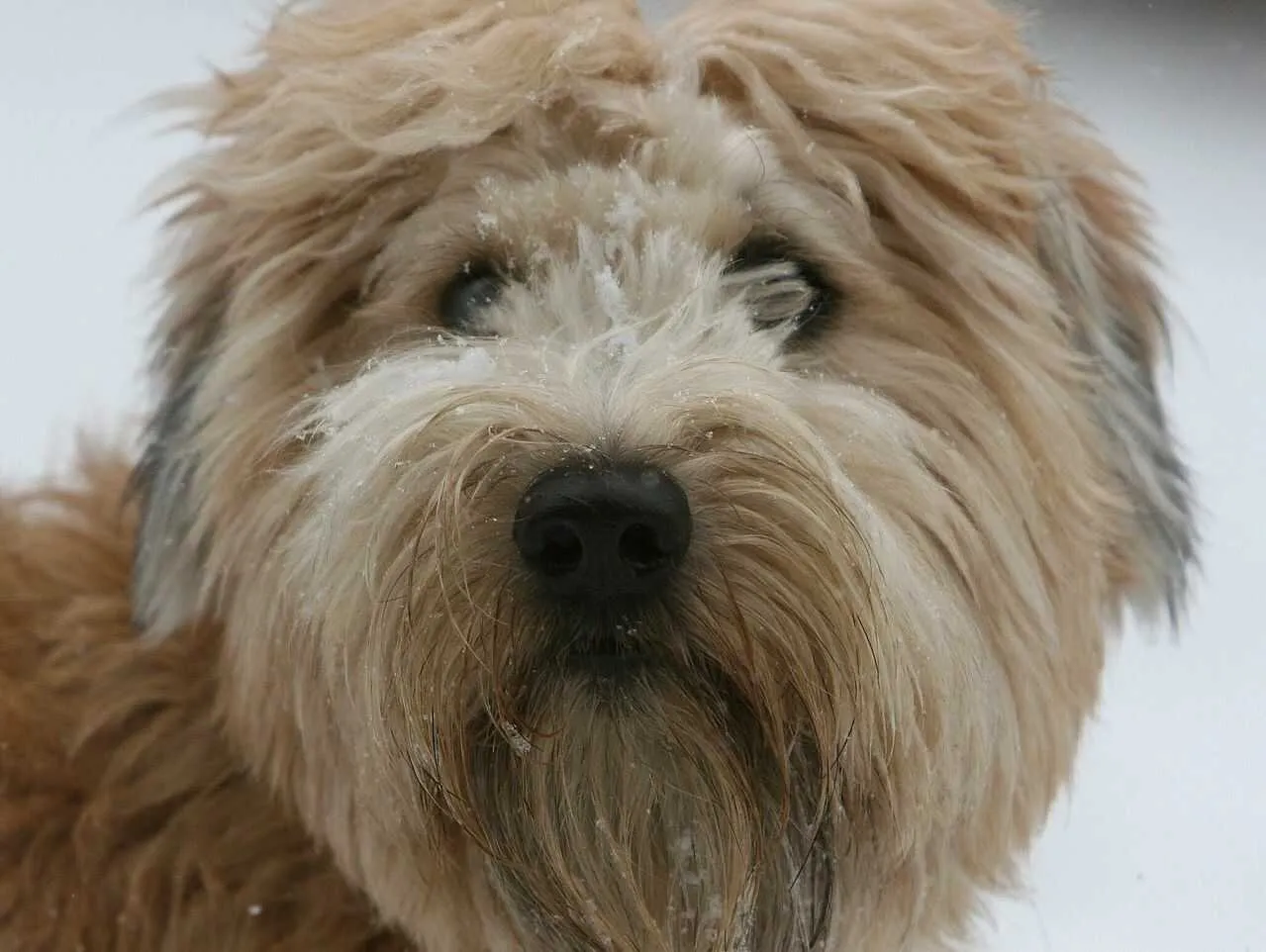 Irish Soft-Coated Wheaten Terrier