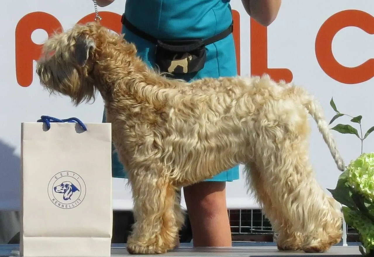 Irish Soft-Coated Wheaten Terrier